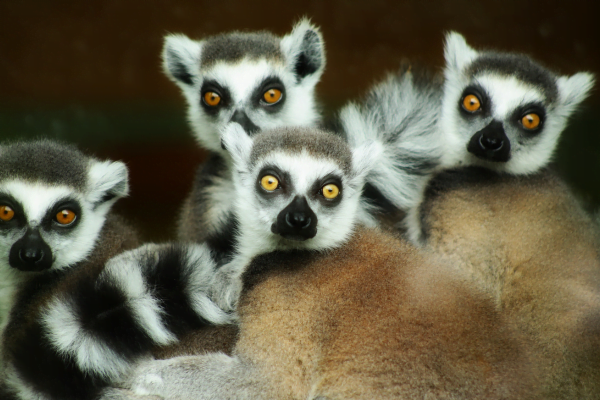 Animais de Madagascar