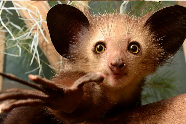 Aye-Aye