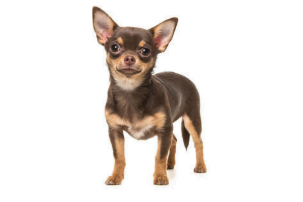 Chihuahua de Pelo Curto