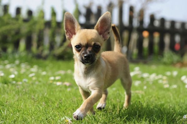 Hard-haired Chihuahua