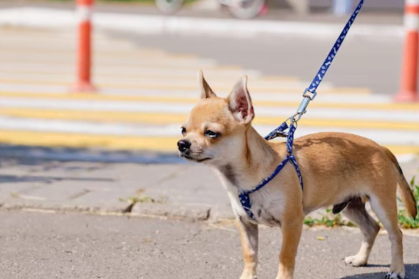 Chihuahua de Pelo Liso