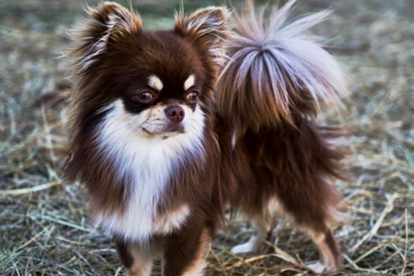 Long-haired Chihuahua