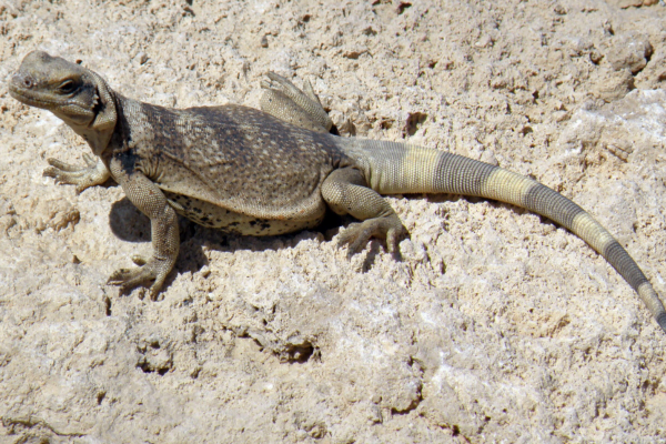 Chuckwalla