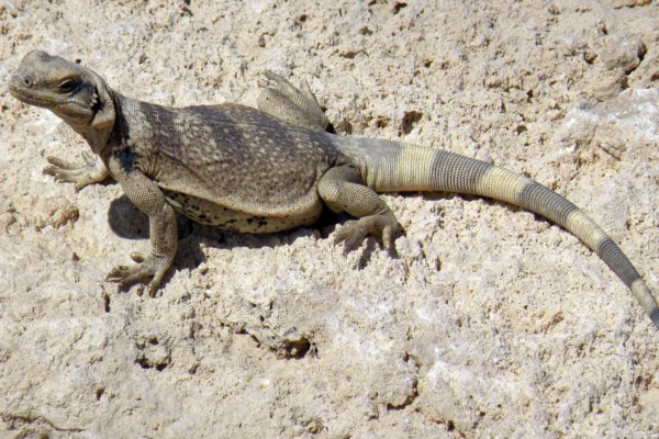 Chuckwalla