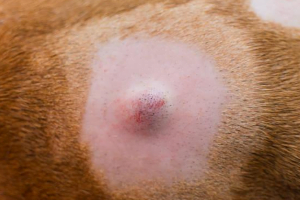 Sebaceous cysts in dogs