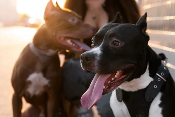 Como Comprar um Cão de Raça2