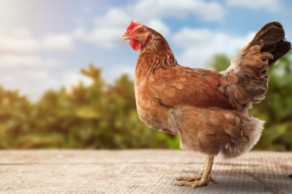 Find out what chickens can't eat