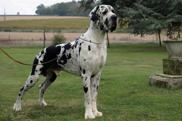 Dogue Alemão Conhecendo éssa Raça Incrivel Agosto 2024♥