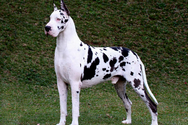 Dog Alemão2