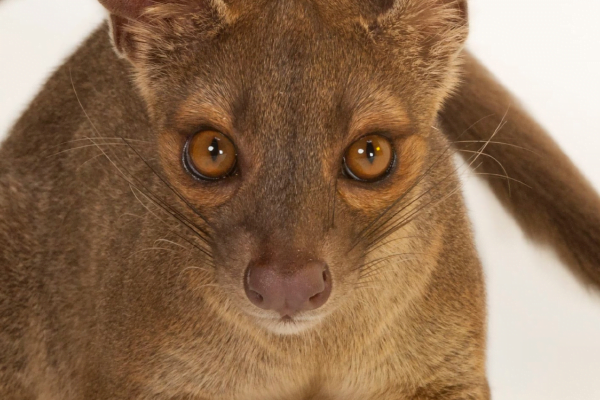 Fossa madagascar