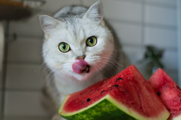 Frutas que gatos podem comer 3