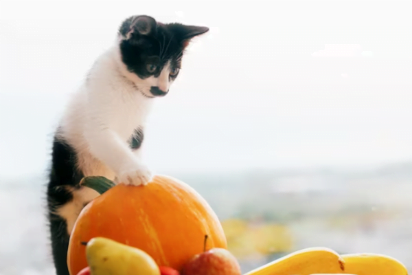 Frutas que gatos podem comer2