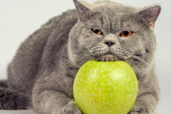 10 Frutas que gatos podem comer