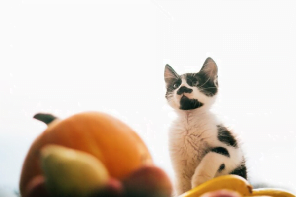 Frutas que gatos podem comer1