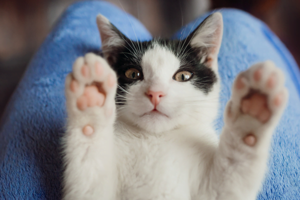 Chat avec une plaie ouverte1