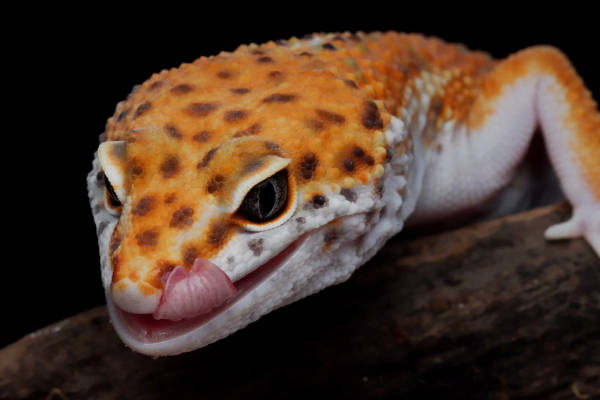 Gecko Leopard