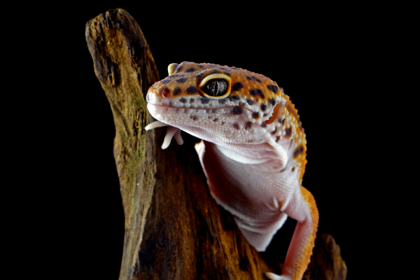 Gecko Leopardo1