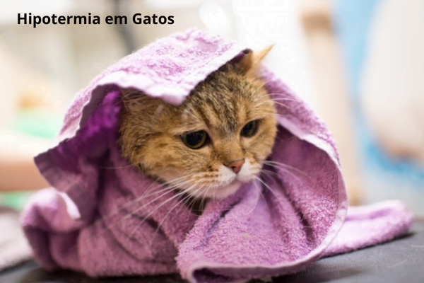 Hipotermia en gatos