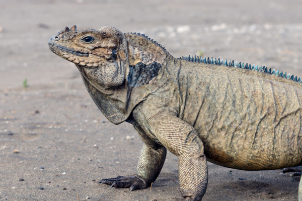 Rhinoceros Iguana