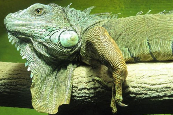 Iguana Verde