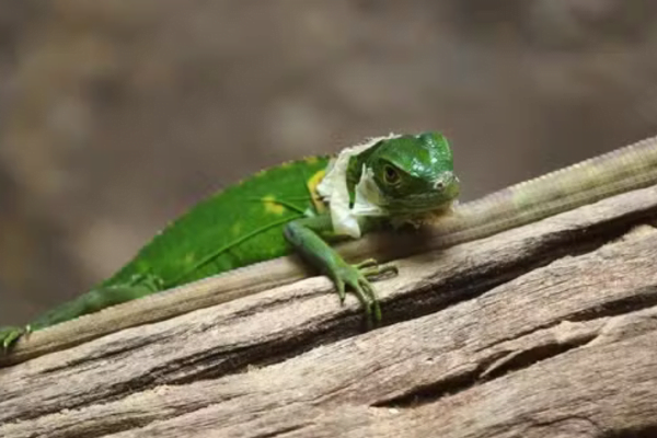 Iguana das Antilhas Menores