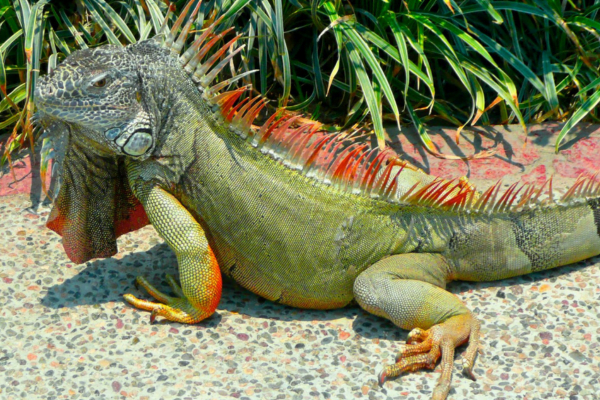 Iguana de Cauda Espinhosa