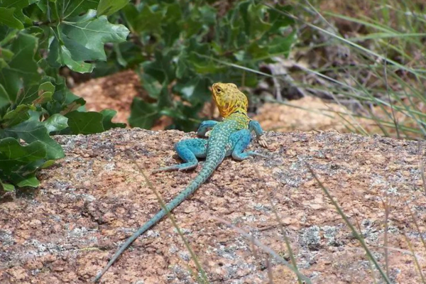 Iguana de Colar