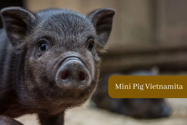 Mini Pig Vietnamita