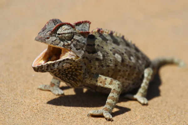 O Camaleão do Deserto 