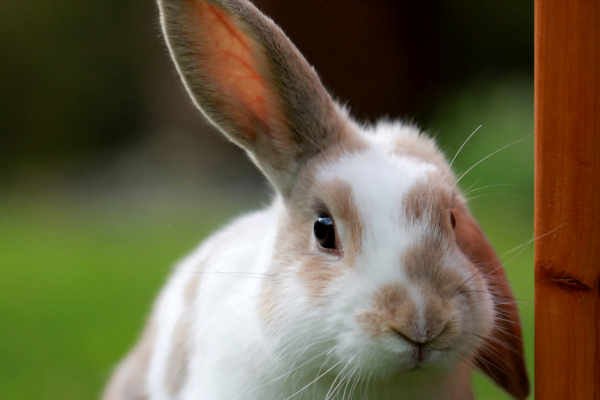 Le lapin reconnaît son gardien (1)