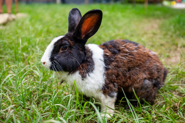 Le lapin reconnaît son gardien (2)