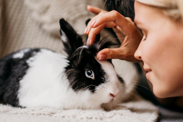 The rabbit recognizes his guardian