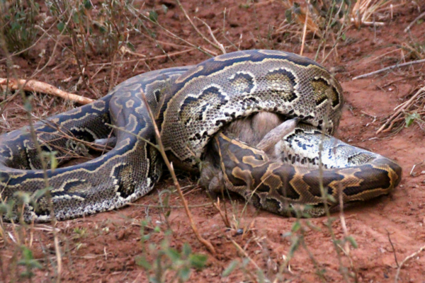 Python Africana da Rocha