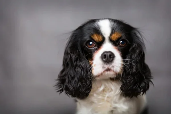 Cavalier King Charles Spaniel