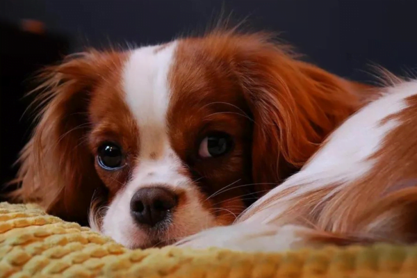 The Cavalier King2