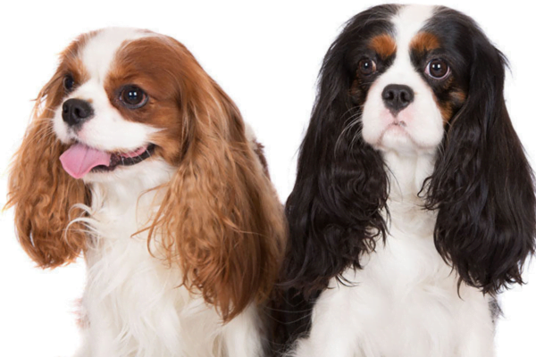 The Cavalier King3