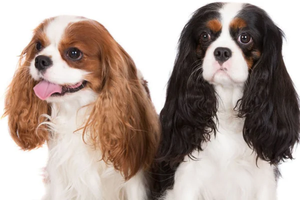 The Cavalier King3