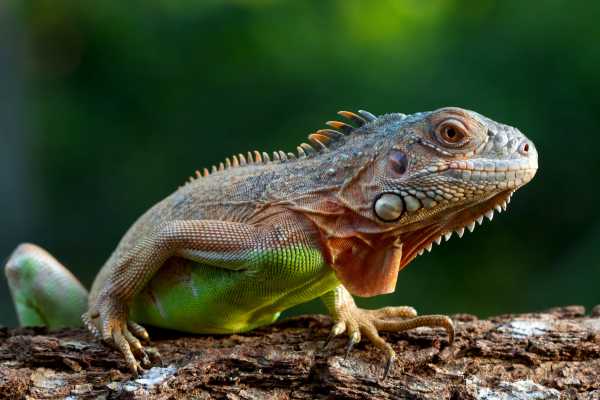 Types of Iguanas