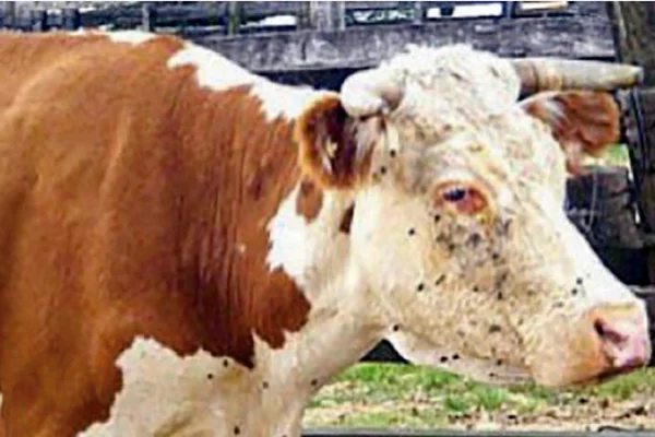 Triste parasitaire bovine