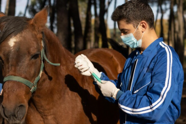 Vita da veterinario3