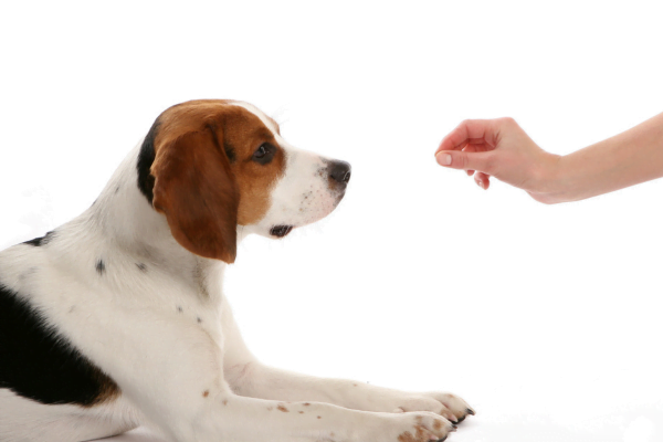 Vitamina C para Cachorro