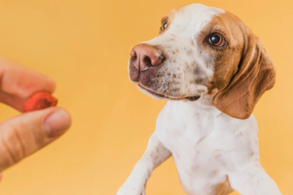 Vitamina C para Cachorro1