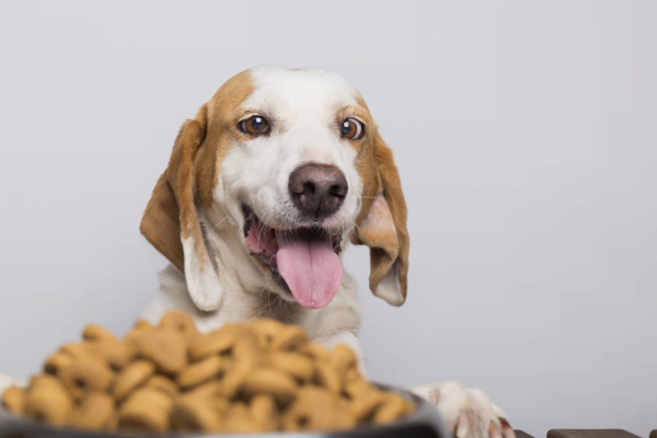 Vitamina D para Cachorros2