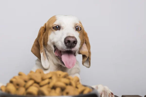 Vitamina D para Cachorros2