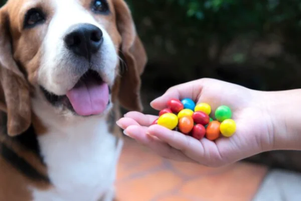 Vitamina D para Cachorros