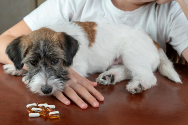 Vitamine K pour les chiens - Doses et utilisations