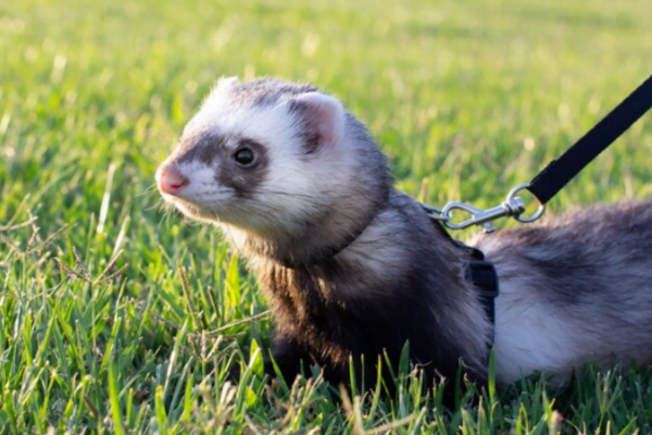 Ferret or mustela putorius