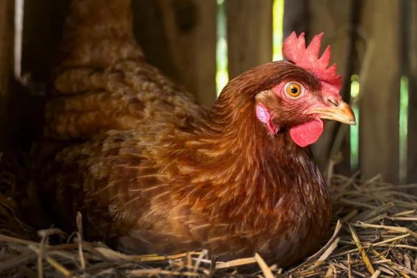 lo que no pueden comer los pollos