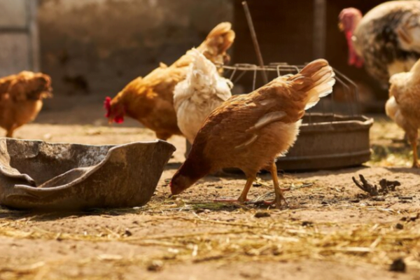 O que as galinhas não podem comer2