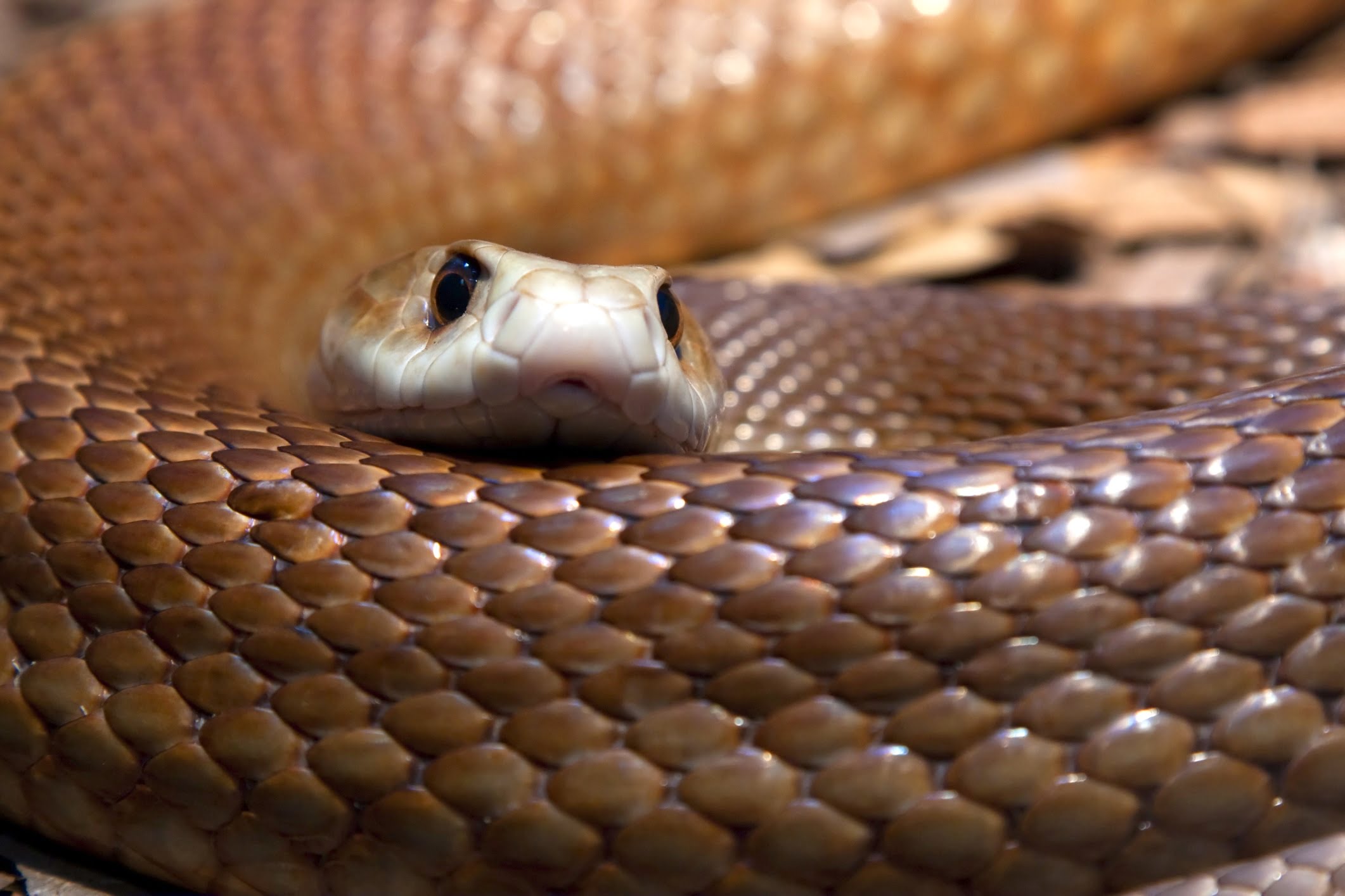 I 10 serpenti più grandi del mondo